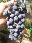 сорт винограда Мускат блау