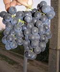 сорт винограда Рондо